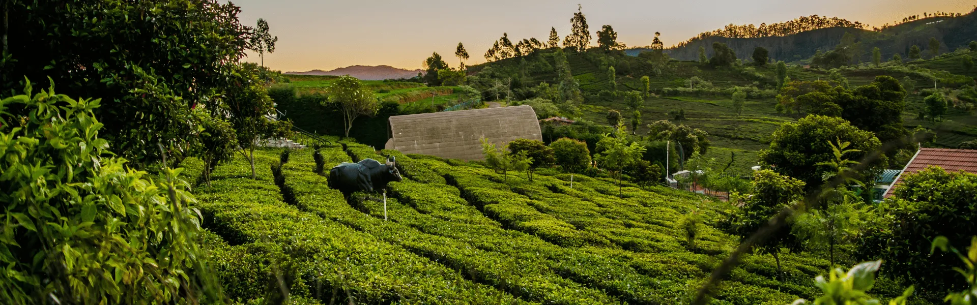 ooty