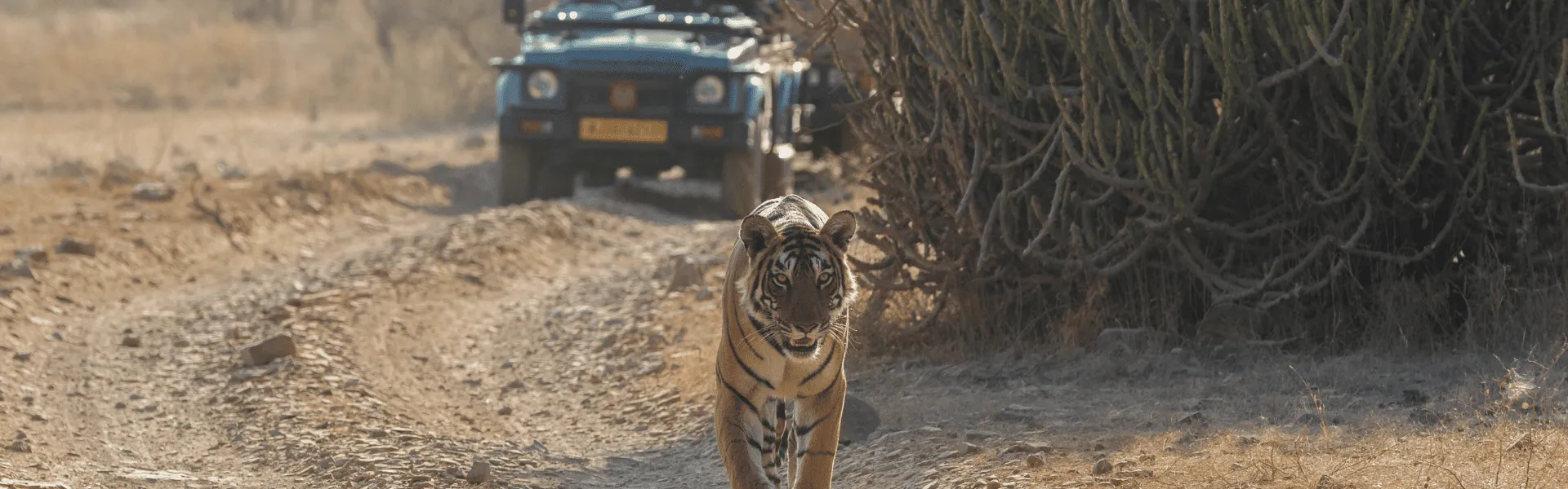ranthambore