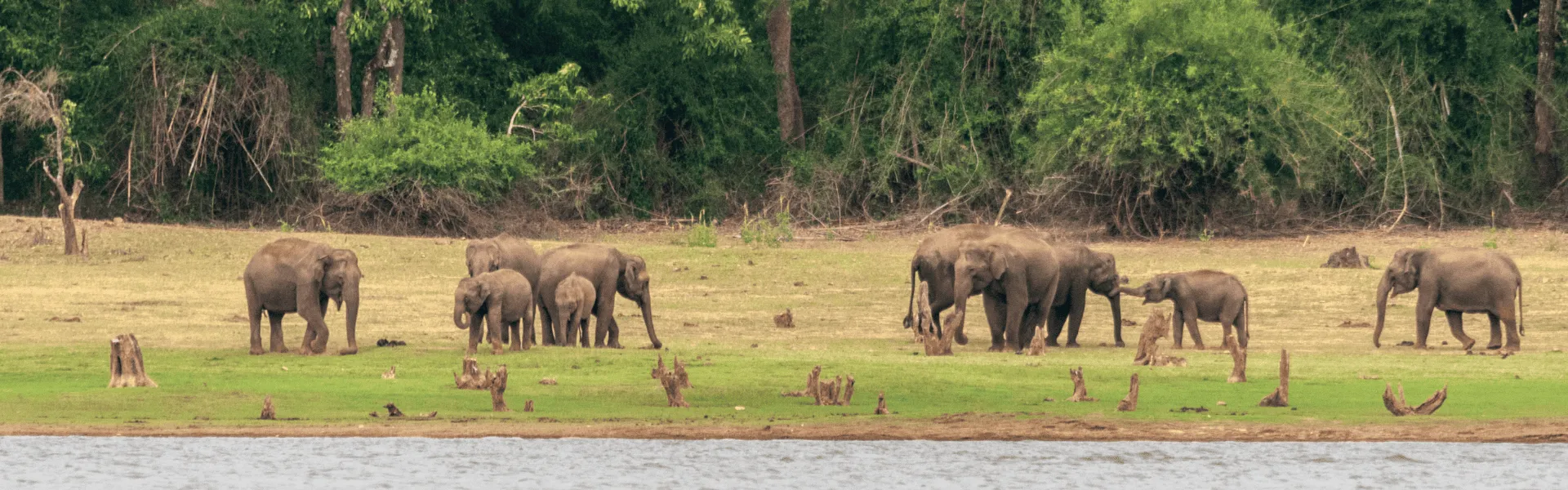 kabini