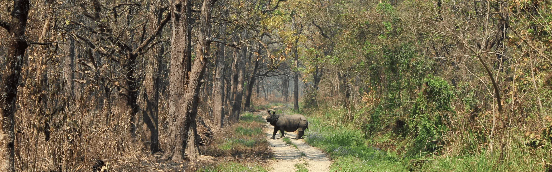 chitwan